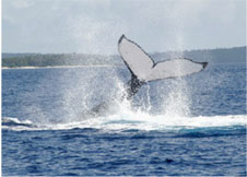 whale-in-tonga