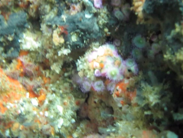 Colourful reefs