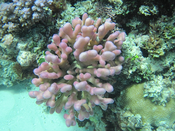  Best coral ever