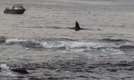 Orca Whales Right Next to the Beach