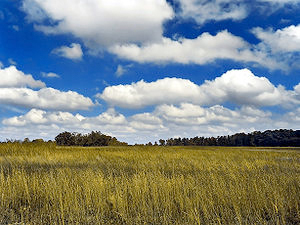 cumulus