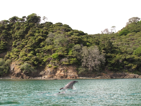 Dolphin playing in Whangamumu Harbour